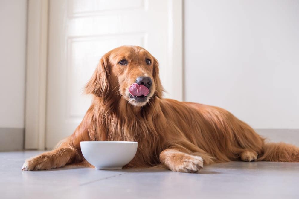 Natural Supplements for Boosting Your Dog's Immune System Immune System