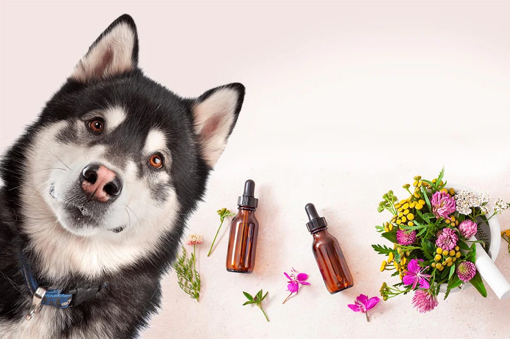 What Is Aromatherapy for Dogs