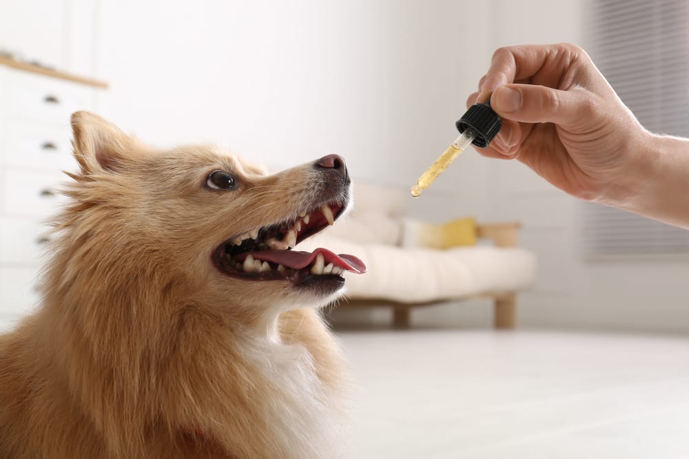 Benefits of Natural Dog Remedies