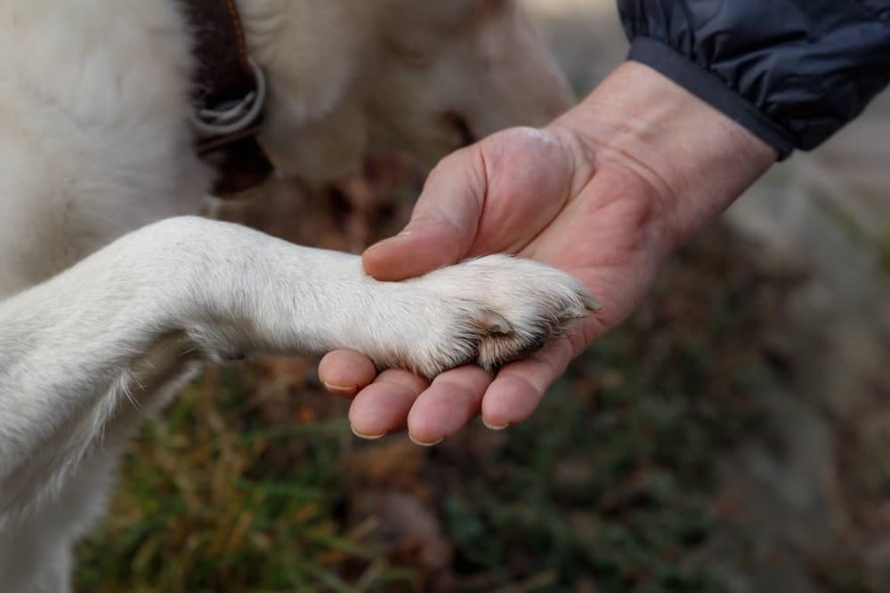 Guide to Holistic Dog Wellness