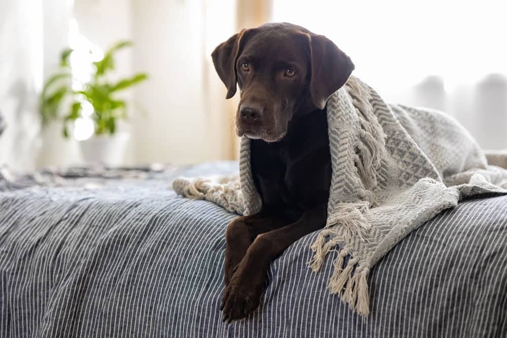 Creating a Calming Space for Anxious Dogs