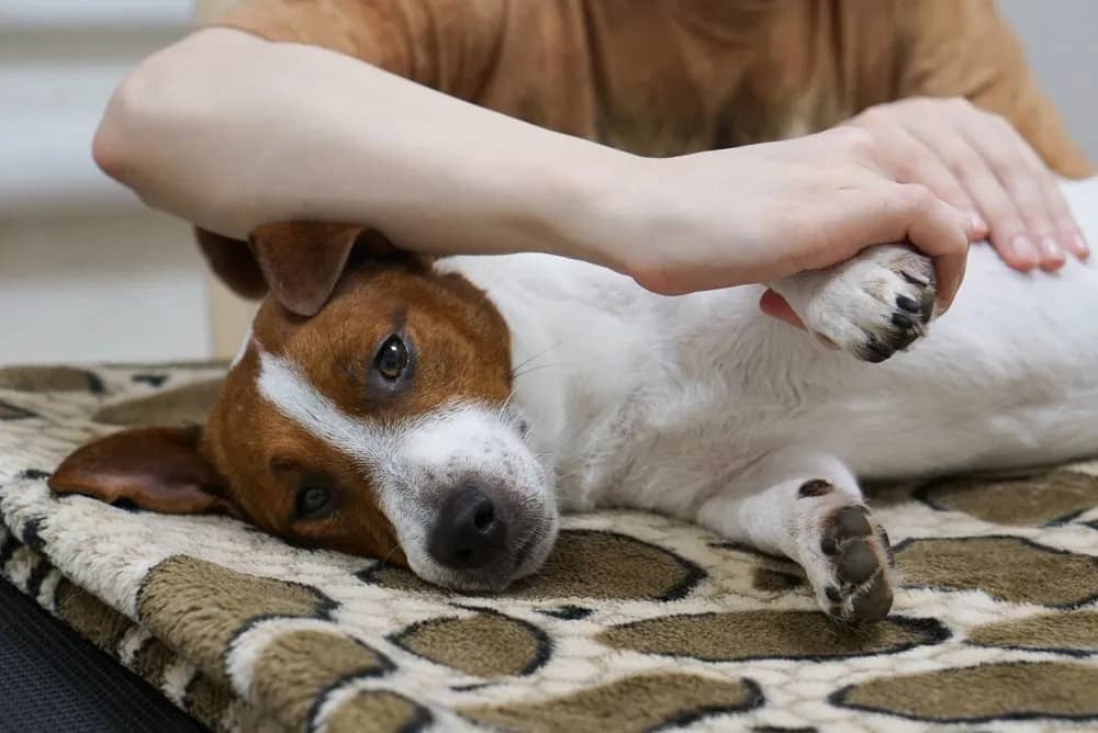 The Benefits of Massage Therapy for Dogs