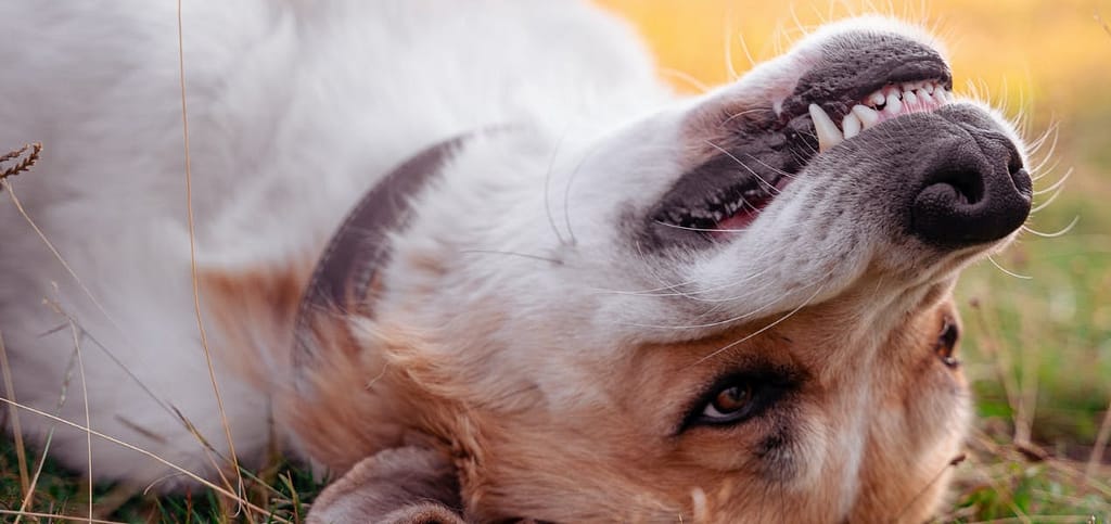 Common Dental Problems in Older Dogs