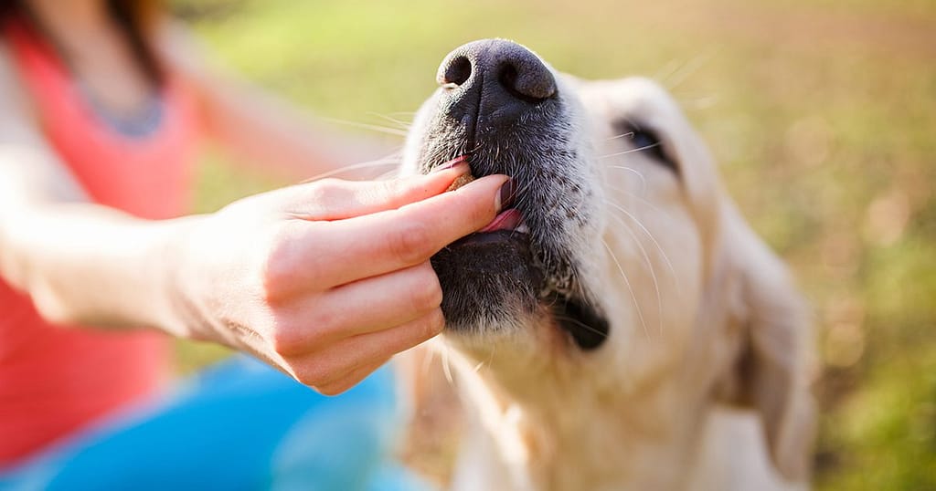 Senior Dogs CBD Benefits