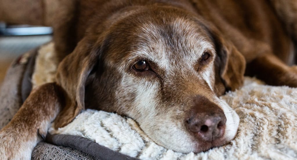 Supporting Senior Dog Health