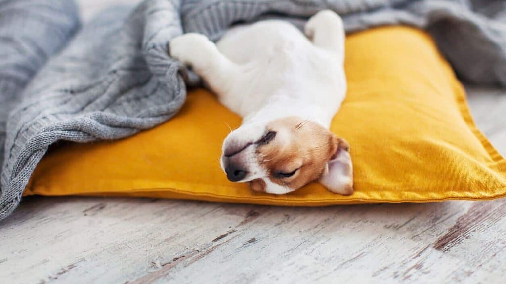 Why Do Dogs Sleep So Much?