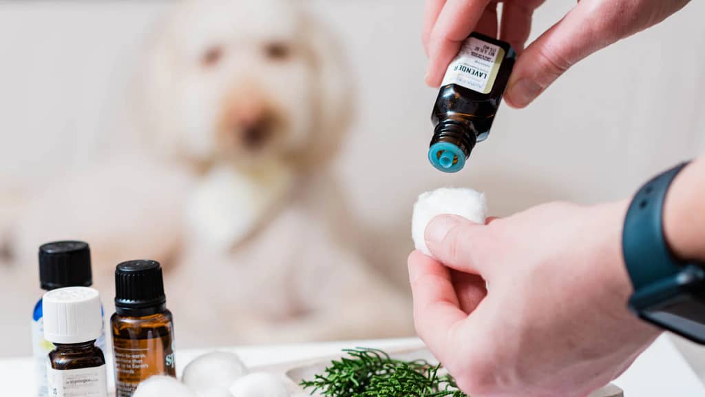 What Is Aromatherapy for Dogs