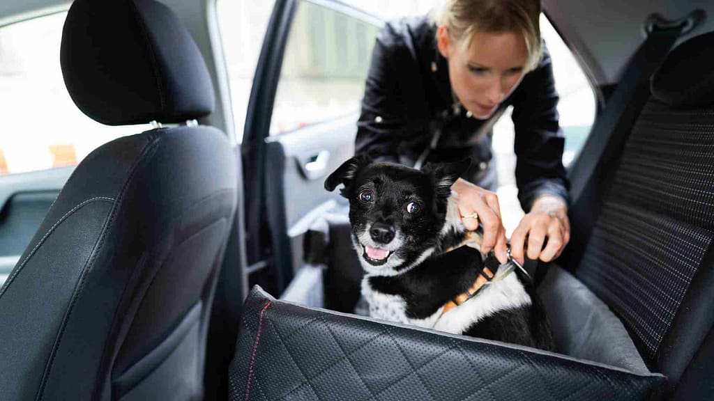 Extra Travel Tips for Dog Owners