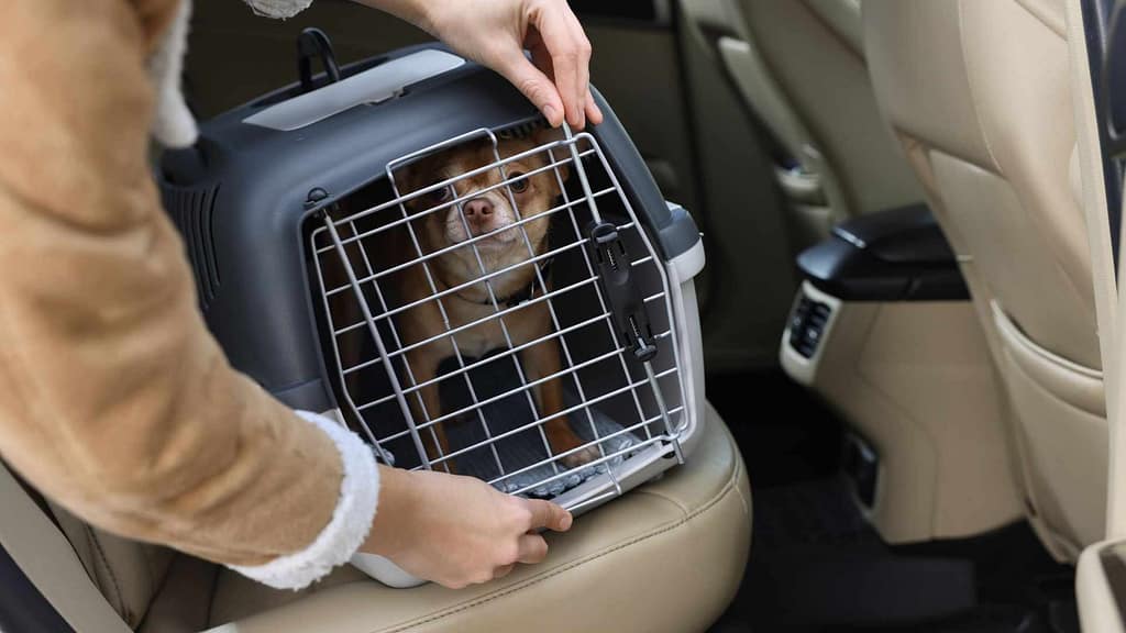How To Travel with Dog: Car Rides And Crate Hacks Why Dog Travel Can Feel Stressful