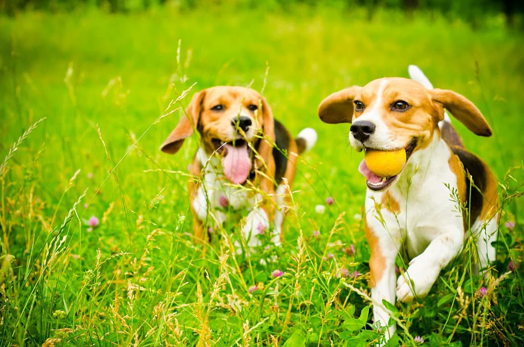Advocating for Green Initiatives in the Pet Industry