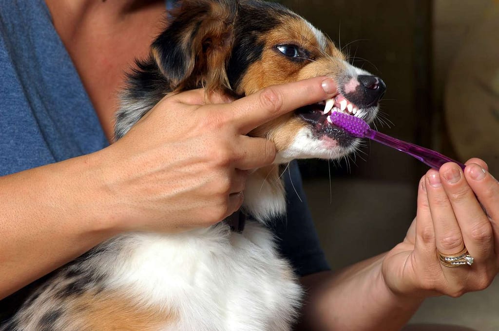 How to Care for Your Senior Dog's Teeth at Home