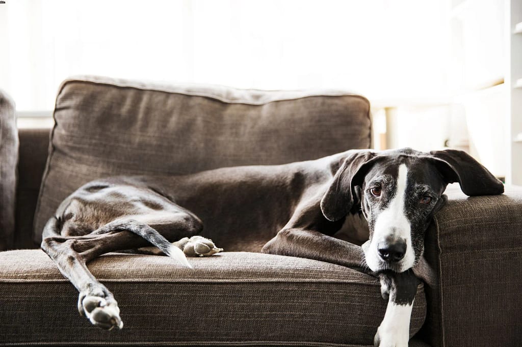 Benefits of Calming Dog Music