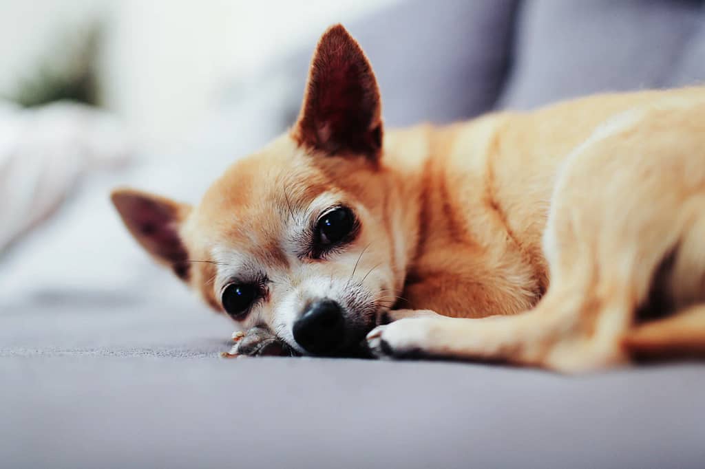 The Role of CBD in Supporting Senior Dog Wellness