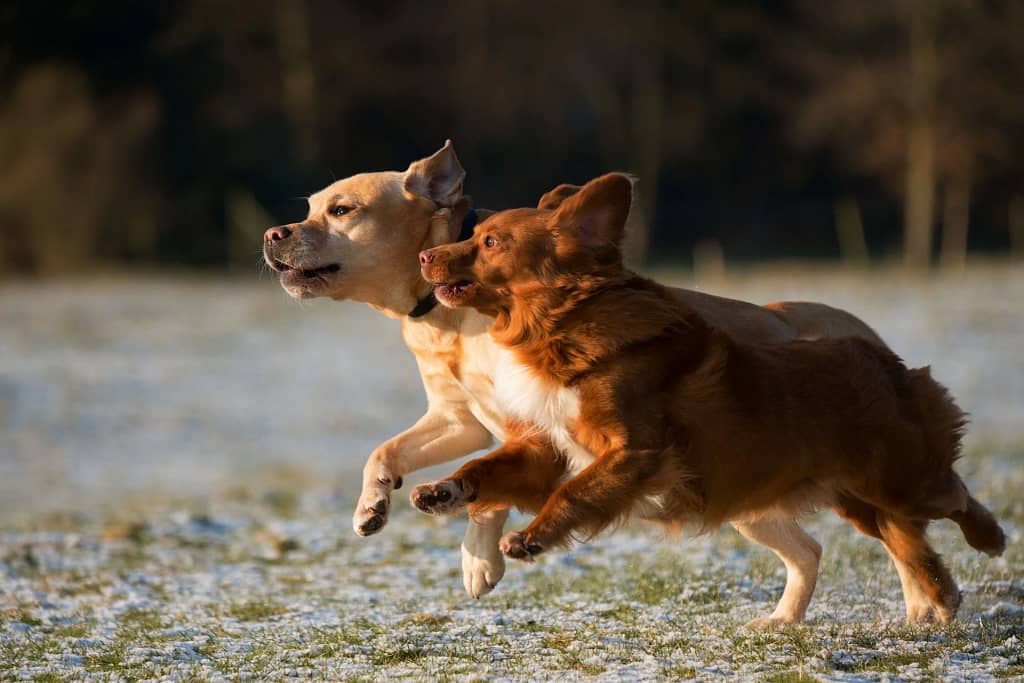Other Relaxation Techniques for Dogs