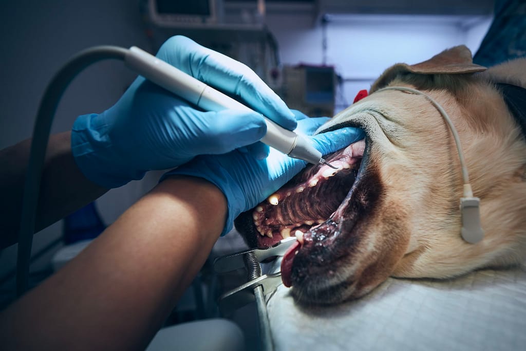 Professional Dental Care for Senior Dogs