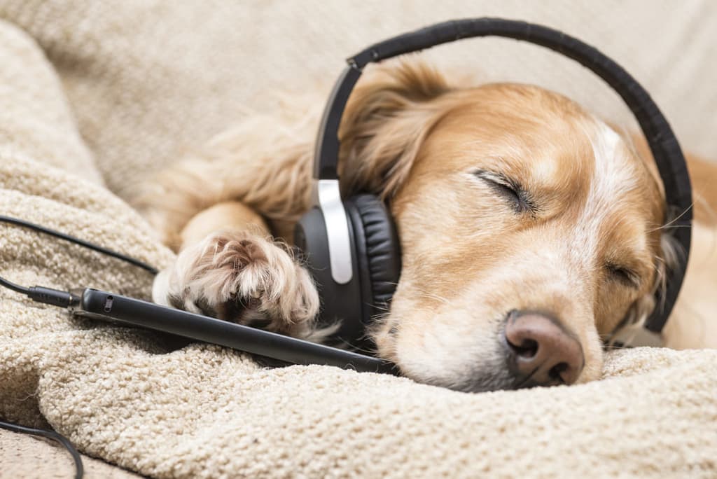 How Music Therapy Affects Dogs