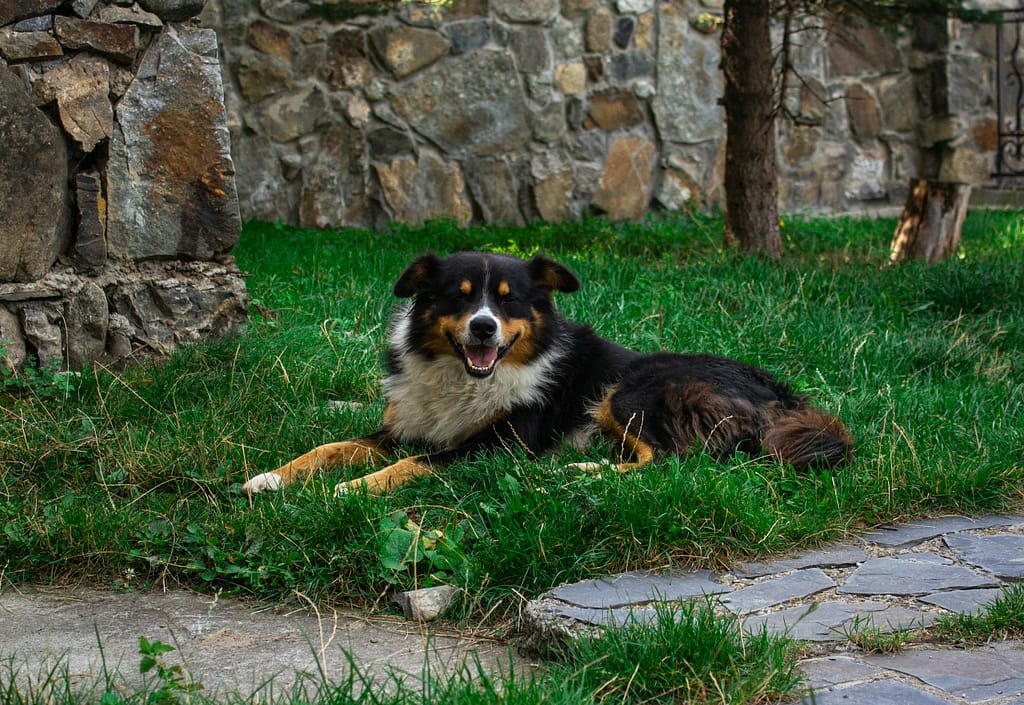 Supporting Adoption and Ethical Breeding Practices