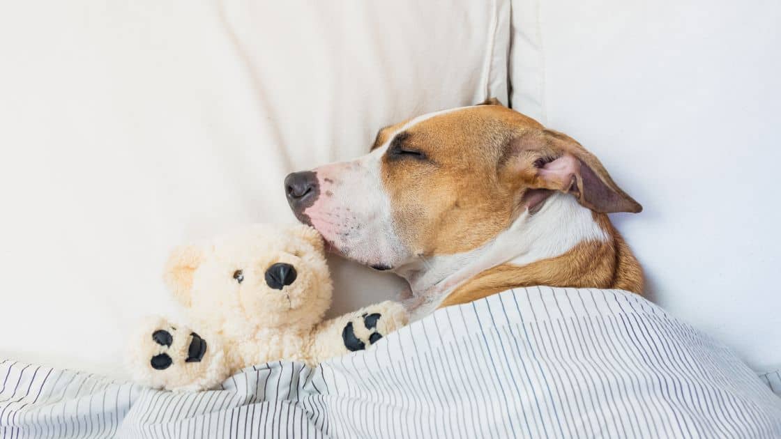 Natural Ways to Improve Your Dog's Sleep Quality