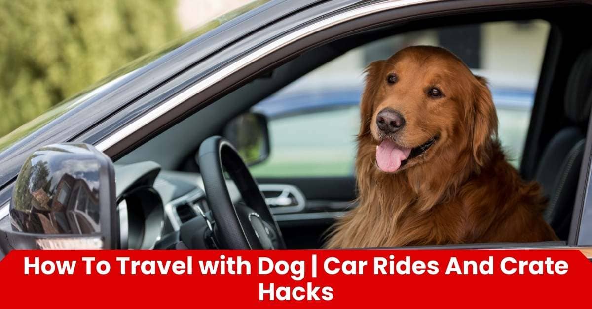 How To Travel with Dog