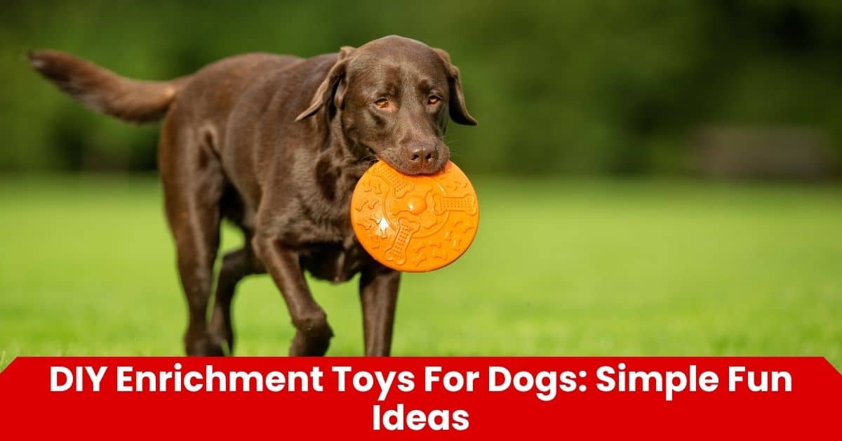 DIY Enrichment Toys For Dogs