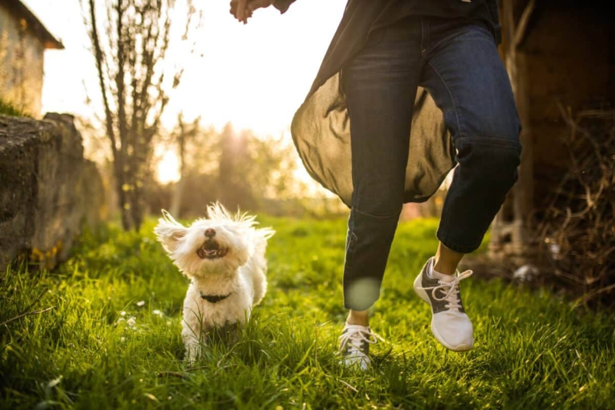 Mindfulness Practices for Stress-Free Dogs