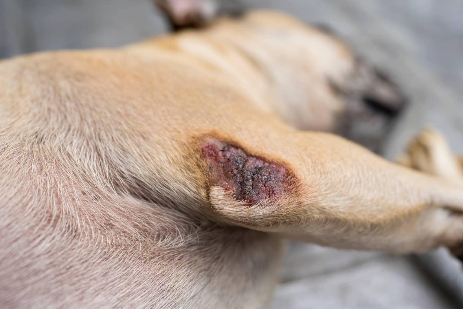 Spotting Early Signs of Joint Issues in Dogs