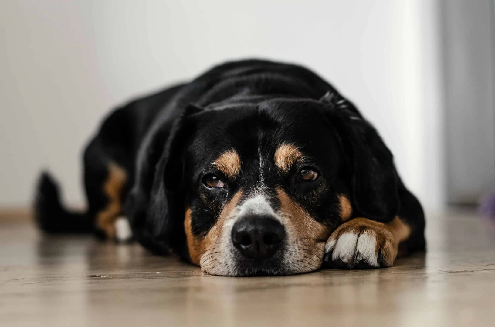 The Role of CBD in Supporting Senior Dog Wellness