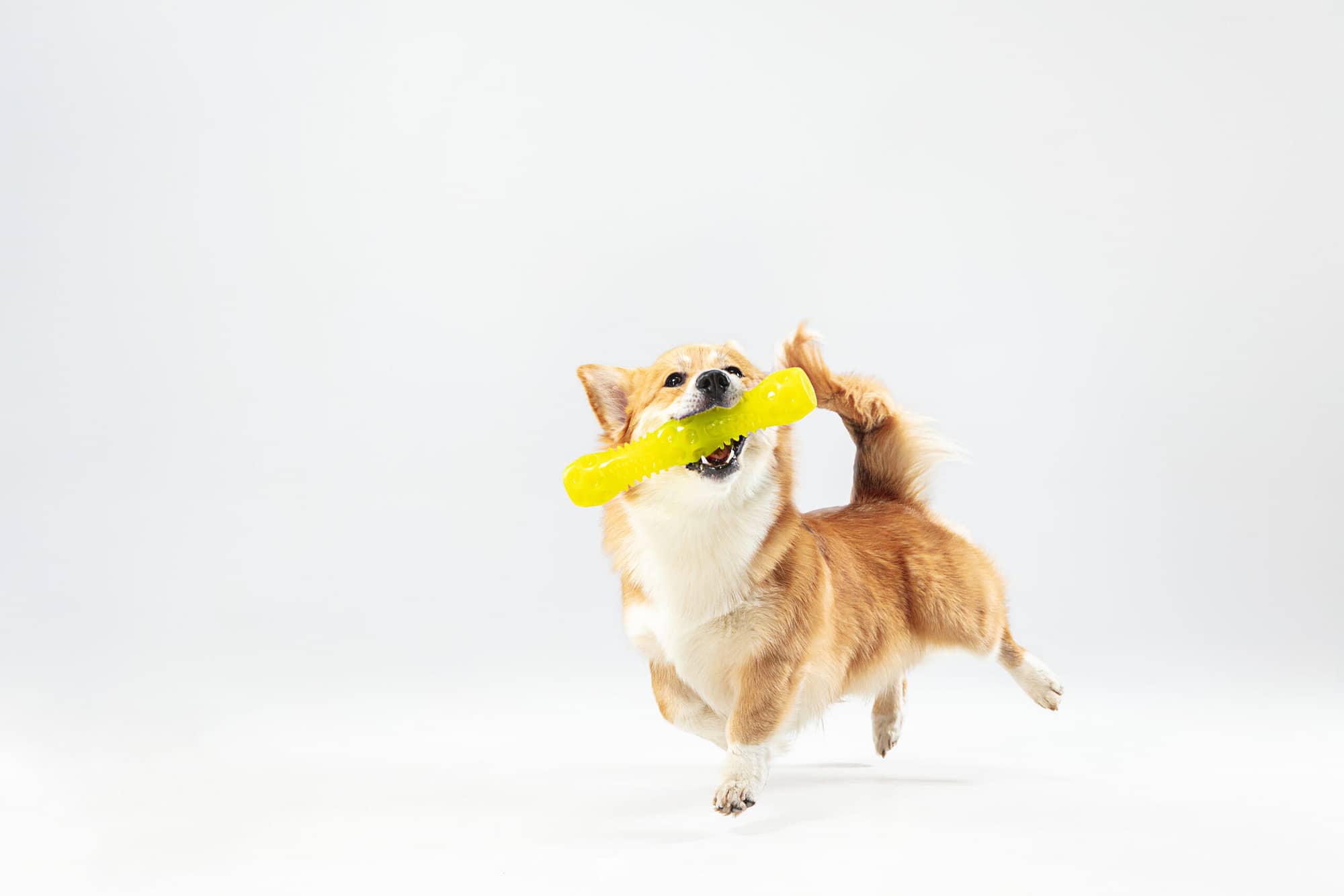 Happy Healthy Dog