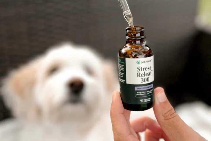 CBD Oil or Chews