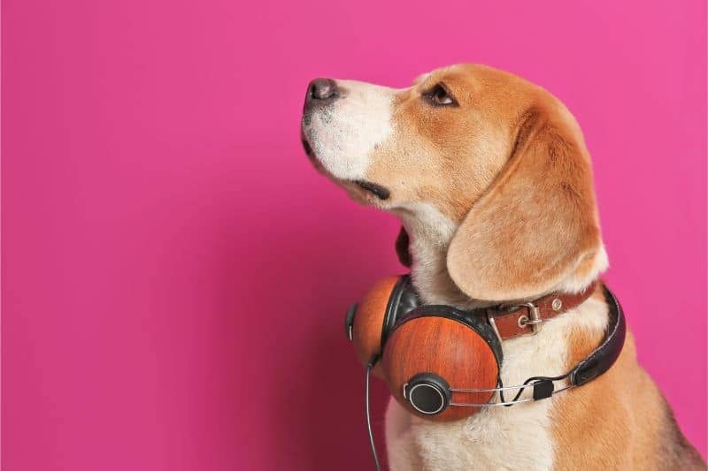 How Music Therapy Helps Dogs Stay Calm and Happy