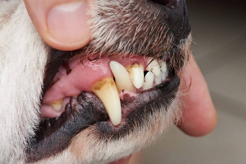 The Importance of Dental Care for Senior Dogs