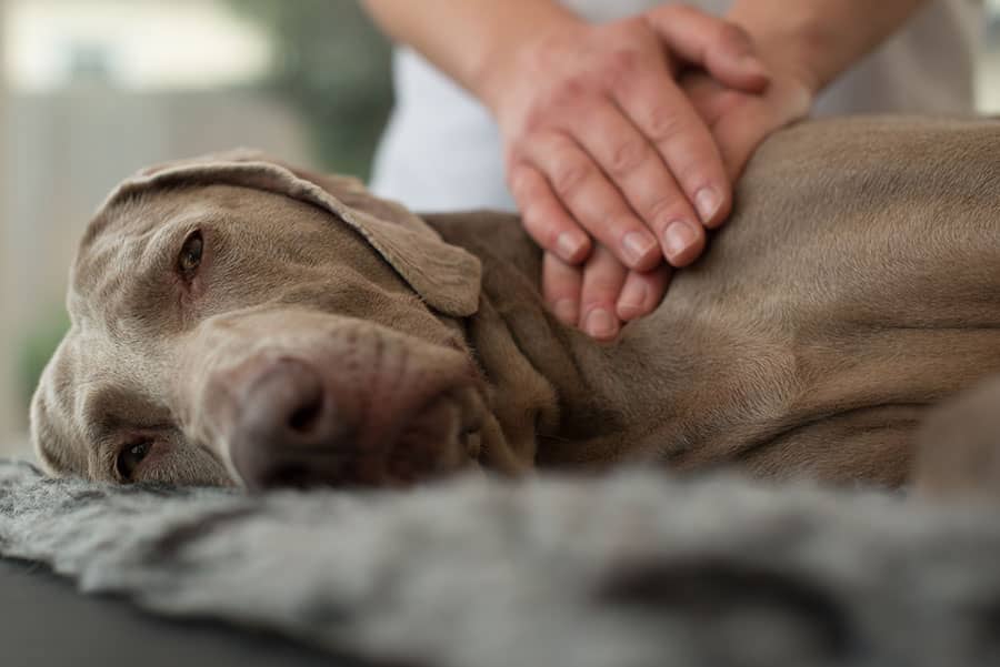 The Benefits of Massage Therapy for Dogs