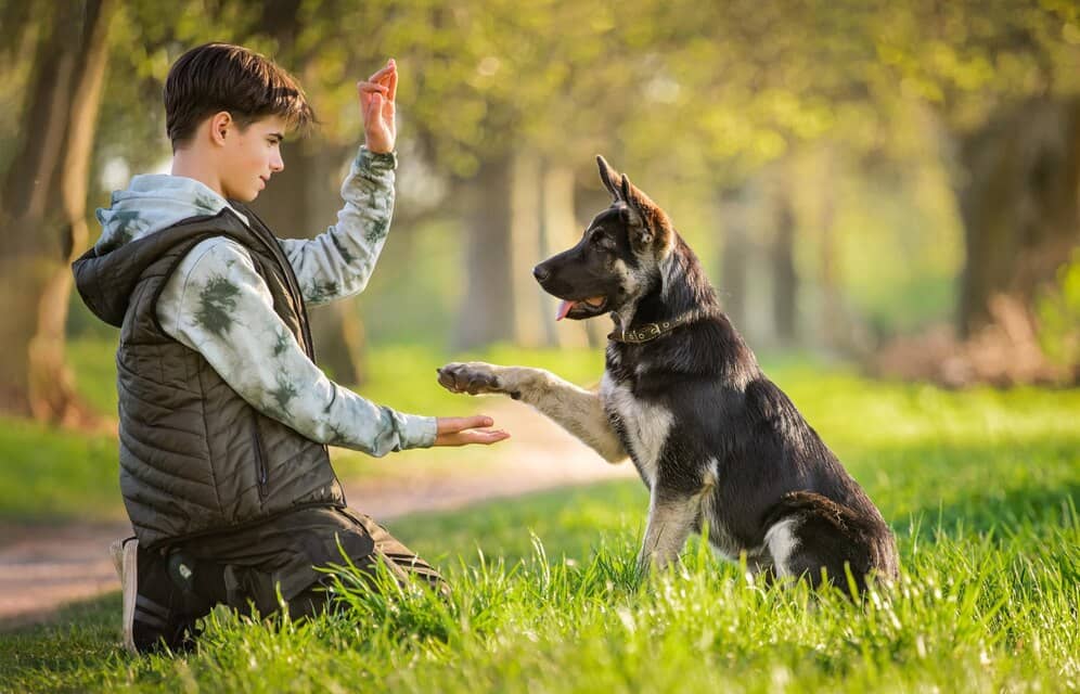 Dog communication with humans