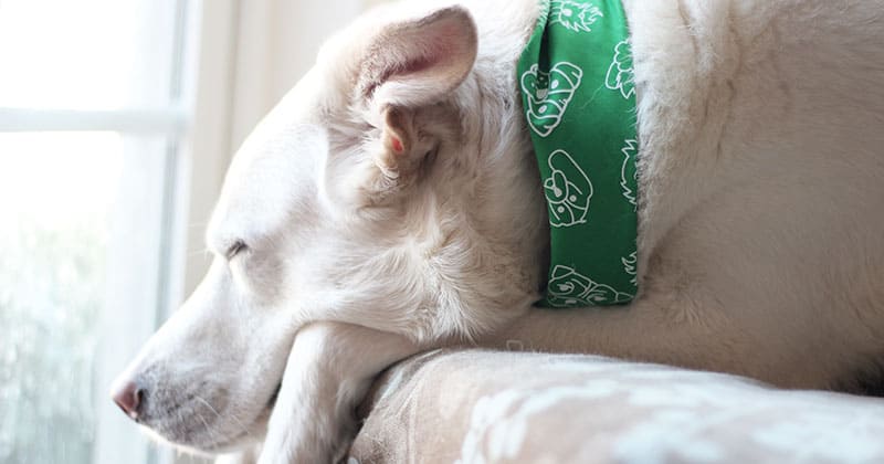 Calming Dog Sprays