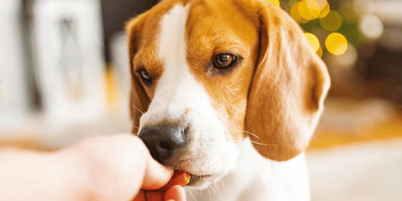Calming Dog Treats